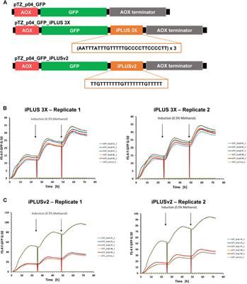 Application of the iPLUS non-coding sequence in improving biopharmaceuticals production